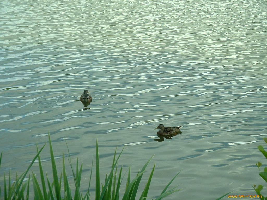 ente, , 
